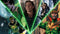 Loki | Xcoser International Costume Ltd.